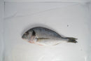 Seabreem / Dourada