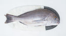 Dourada Mar