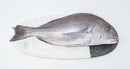 Dourada Mar