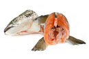 Salmon Head Fresh