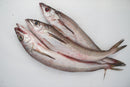 Whiting