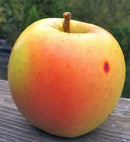 Apples Golden Blush