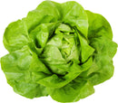 Boston Lettuce