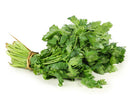 Cilantro