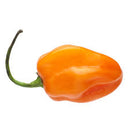 Habanero Pepper