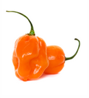 Habanero Pepper