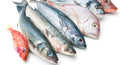Mixed Fish Fresh