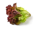 Red Leaf Lettuce
