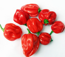 Red  Pepper Habanero