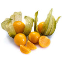 Physalis